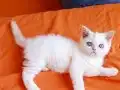 2 aylık dısı