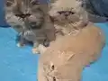 Safkan ıran yavruları
