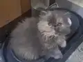 Safkan ıran yavruları
