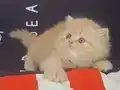 Safkan ıran yavruları