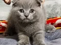 Scotısh erkek