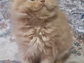 Safkan ıran yavrulsrı