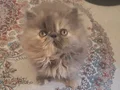 Safkan ıran yavrulsrı