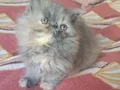 2 aylik saflan ıran dısı