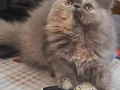 2 aylık dısı