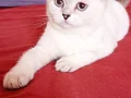 4 aylik dısı