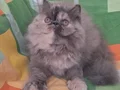 3 aylik dısı