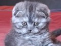 İstanbul Şişli'de Sosyal ve Oyuncu Scottish Fold Yavrusu