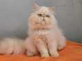 6 aylık Erkek İran Kedisi
