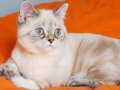 Gümüş Gölgeli 4 aylık  British Shorthair Erkek