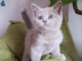 2 aylık brıtısh shorthaır 