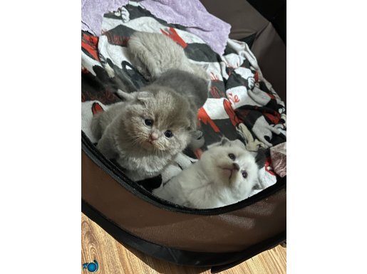 A kalite scottish fold yavrular