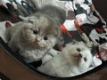 A kalite scottish fold yavrular