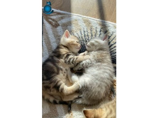 Şila & Lena 