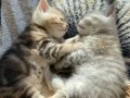 Şila & Lena 