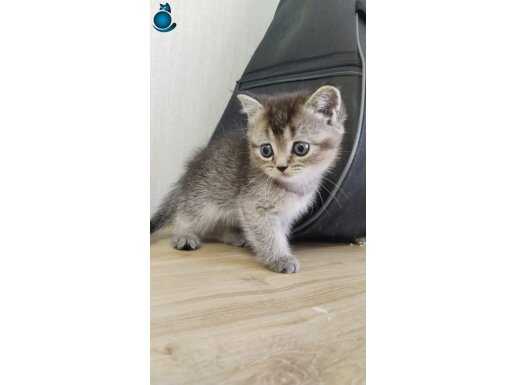 Scottish fold yavru 1bucuk aylık kum ve mama eğitimi var 
