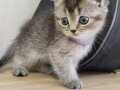 Scottish fold yavru 1bucuk aylık kum ve mama eğitimi var 