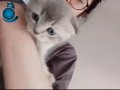 Scottish fold yavru 1bucuk aylık 