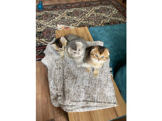 Harika güzellikte Black golden ve Blue golden 