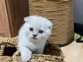 Harika güzellikte Tabby ve Scottish blue point yavrularımız