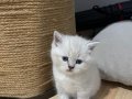 Harika güzellikte Tabby ve Scottish blue point yavrularımız