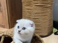 Harika güzellikte Tabby ve Scottish blue point yavrularımız