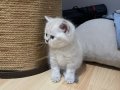 Harika güzellikte Tabby ve Scottish blue point yavrularımız