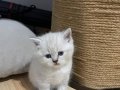 harika güzellikte links point 