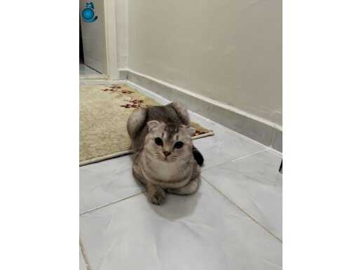 9 aylık erkek scottish fold