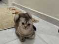 9 aylık erkek scottish fold