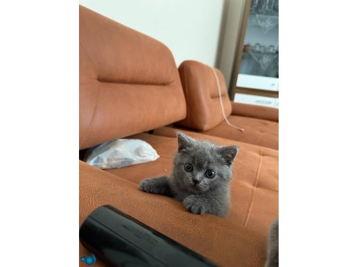 Yavrularımız sağlıklı ve oyuncudur