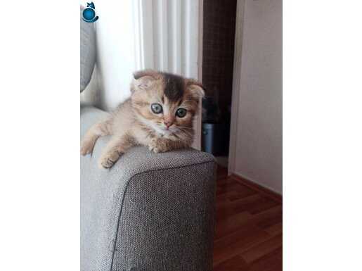 Golden black 2 aylık erkek