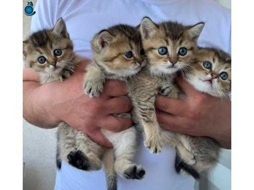 Gold british shorthair
