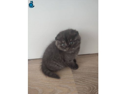 2 aylık scottish fold yeni yuvasını arıyor 