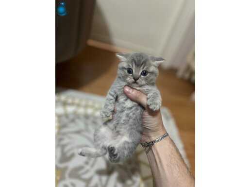 3 ADET SÜTTEN YENİ KESİLMİŞ SHORTAİR