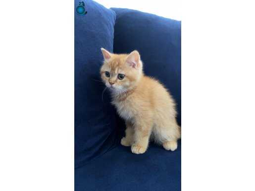 İran kedisi ve british shorthair red kırması 