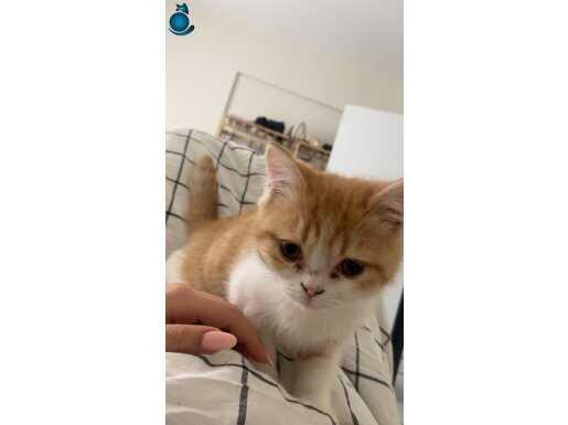Acil satılık İran kedisi ve british shorthair red kırması