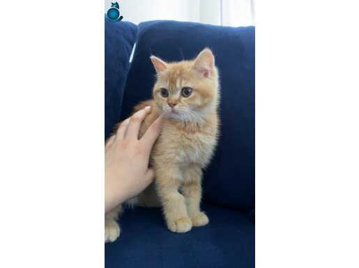İran kedisi acil ilan