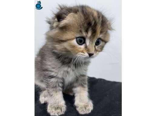 scottish fold