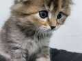 scottish fold