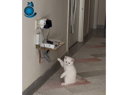 Minik kızım elsamı uygun fiyata sahiplendiriyorum