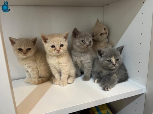British Shorthair Yavruları Ücretli Sahiplendirme