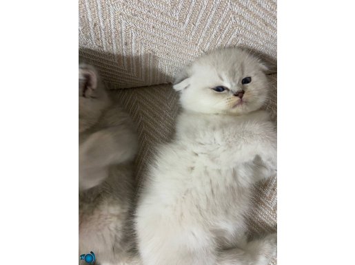Mavi gözlü güzel oyuncu bebekler