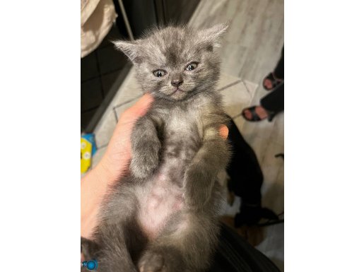 Çok cici kedimiz yeni yuvasını arıyor 