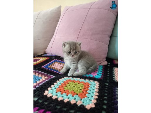 Çok tatlı bunlar çok