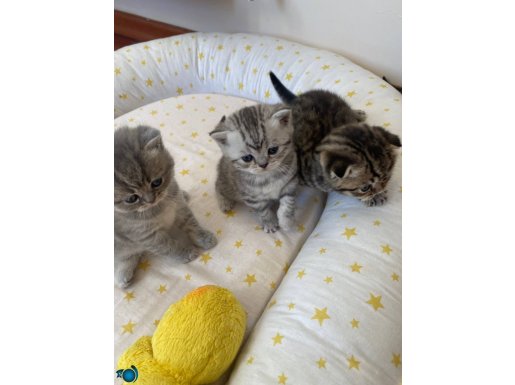 Kaymak bunlar Silver scottish fold 40 günlük