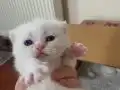 Baldan tatlı bunlar Pamuk ve Gölge