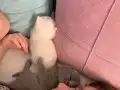 Baldan tatlı bunlar Pamuk ve Gölge