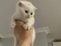 Baldan tatlı bunlar Pamuk ve Gölge