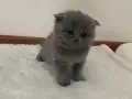 Baldan tatlı bunlar Pamuk ve Gölge